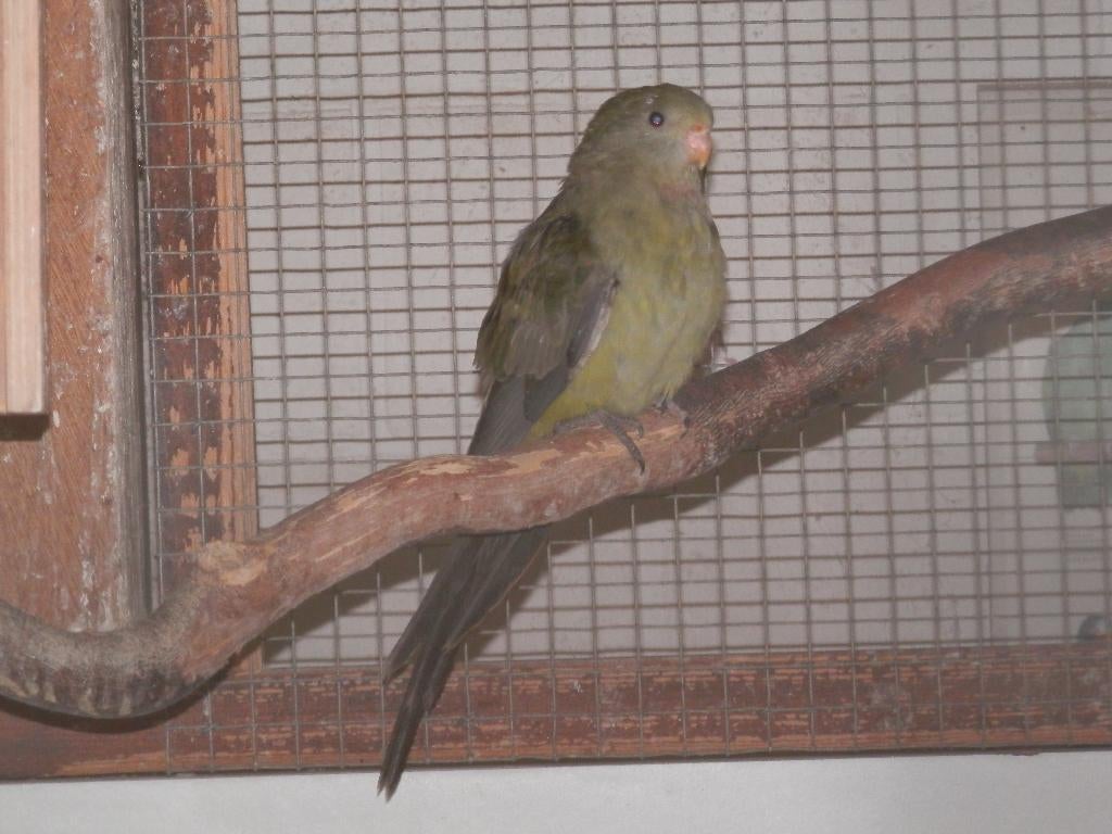 Barraband parkieten grijsgroen 2025, Plusieurs animaux, Perruche, Bagué