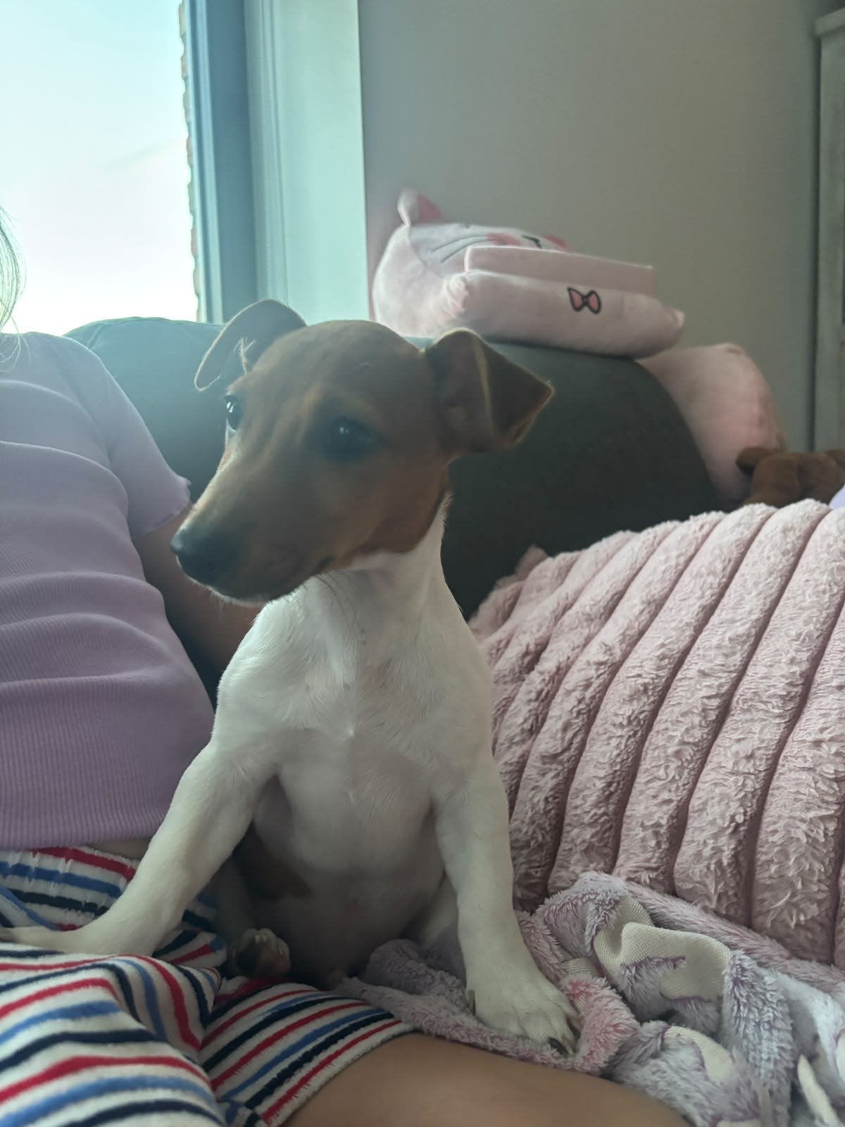 jack Russell reutje, Dieren en Toebehoren, België, Particulier, Jack Russell Terriër, CDV (hondenziekte)