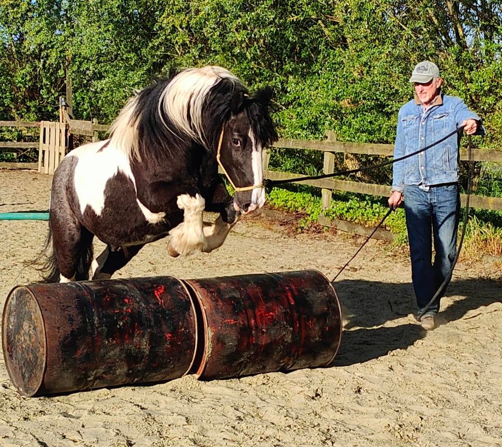 Mooie Pinto Tinker  met Barefoot westernzadel, Animaux & Accessoires, Poneys, Hongre