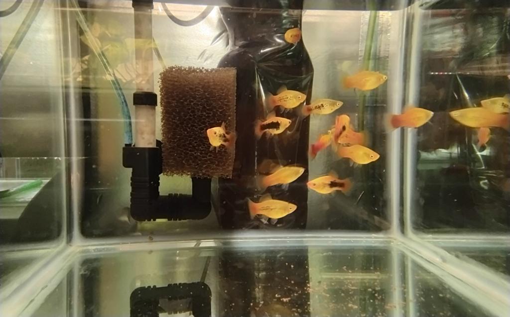 Platy’s, Animaux & Accessoires, Poisson, Poisson d'eau douce