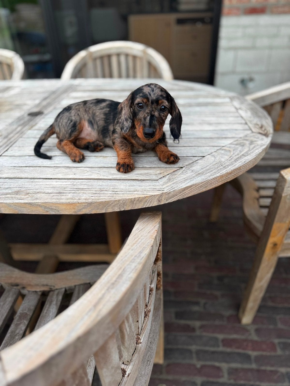 Puppies Teckel Teefjes. Kort x Ruwharig. Choco & Merle., België, Standaard, Fokker | Hobbymatig, 8 tot 15 weken