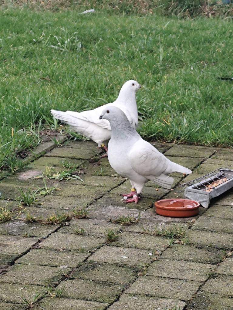 Postduif jong van 2026, Sexe inconnu, Pigeon voyageur