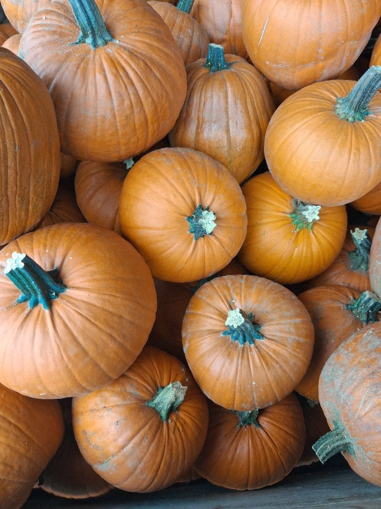 Pompoenen voor helloween, Ophalen