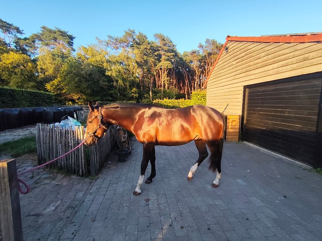 APHA quarter horse, Animaux & Accessoires, Avec pedigree, Moins de 160 cm, Cheval western, Étalon