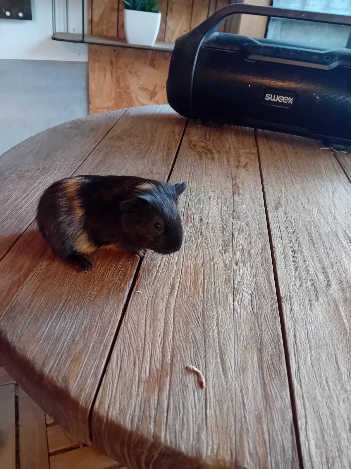 mooie cavia beertjes, Dieren en Toebehoren, Knaagdieren, Juni, Cavia