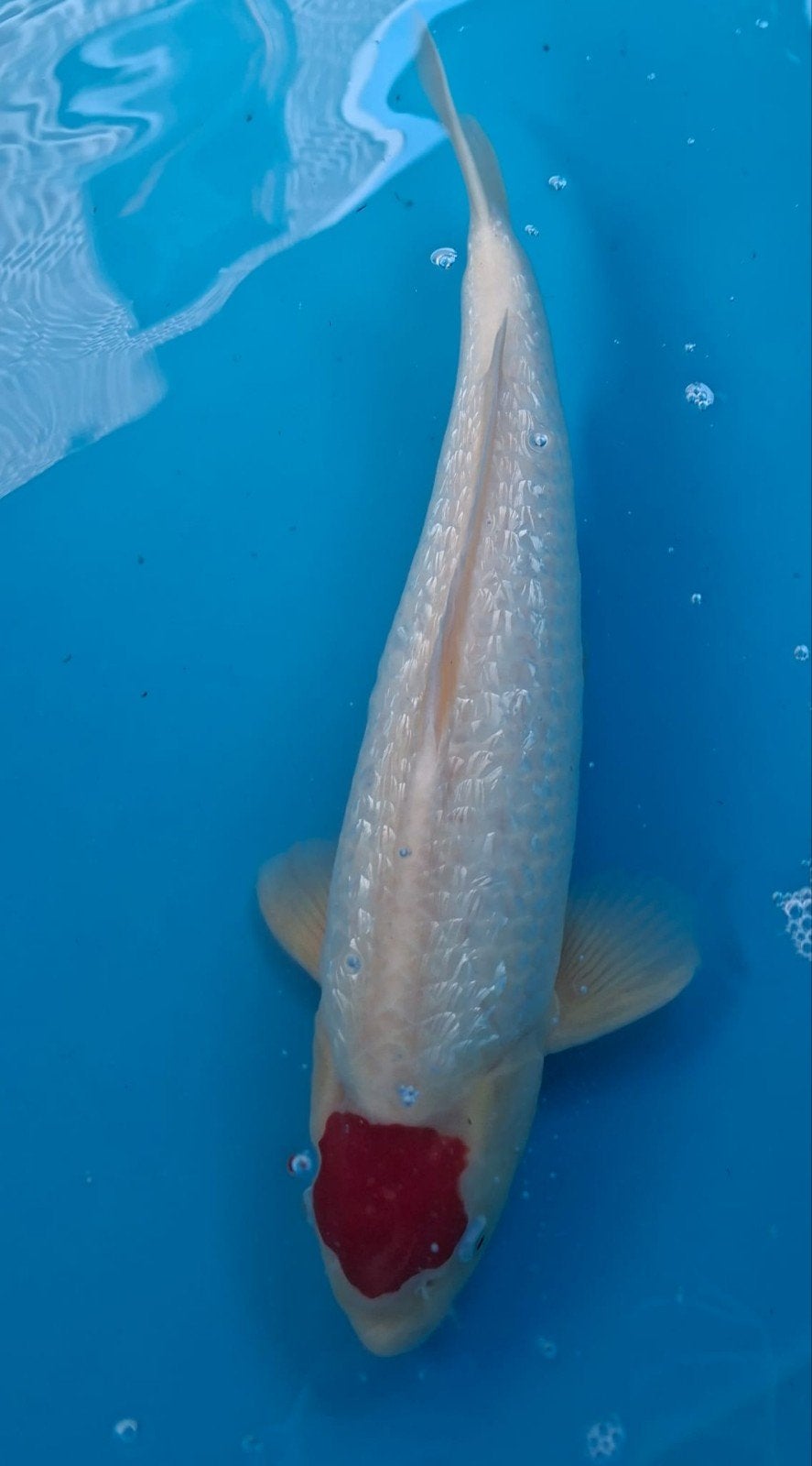 Japanse koi