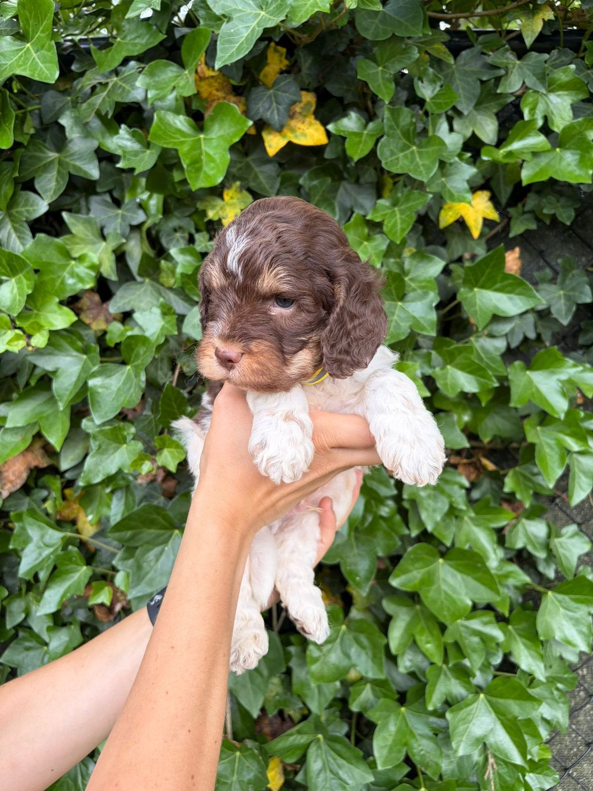 Lagotto Romagnolo - Italiaanse waterhond pups, België, Overige rassen, 8 tot 15 weken, Meerdere