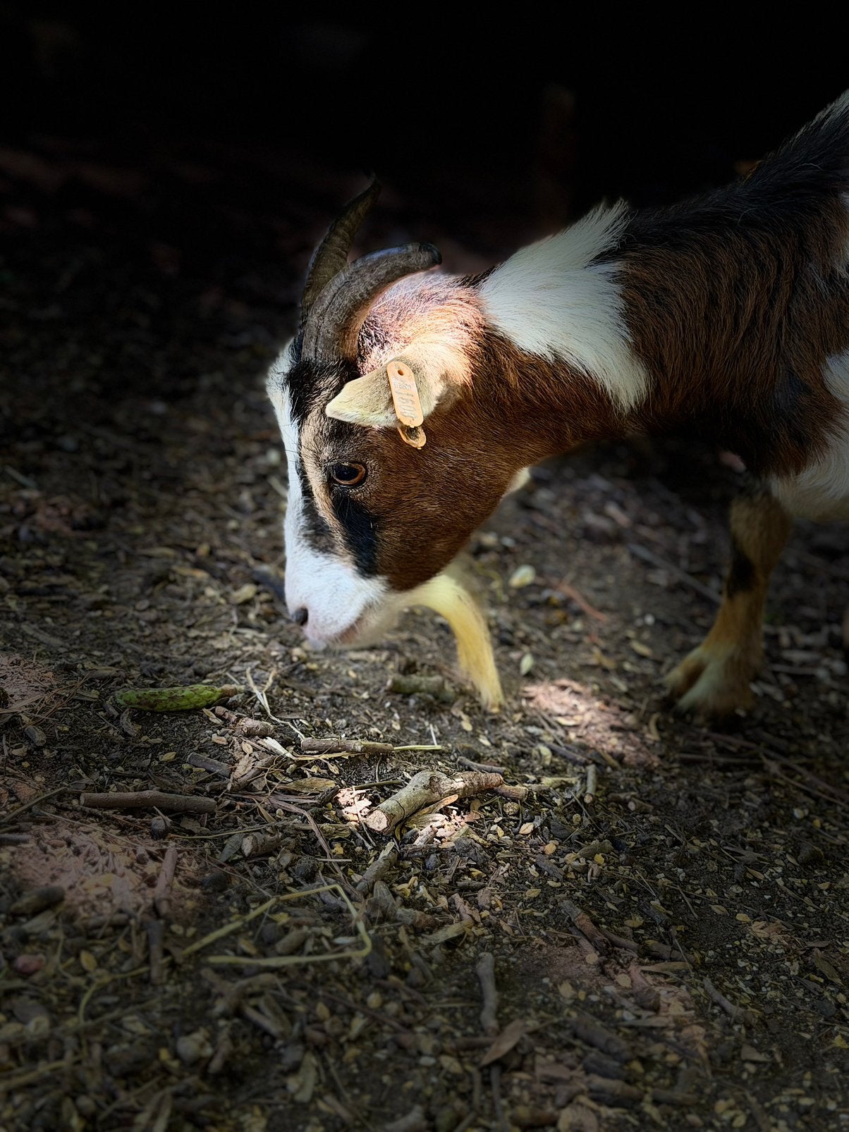 Troupeau de chevres naine a vendre il y en a 26 au totales, Animaux & Accessoires, Moutons, Chèvres & Cochons
