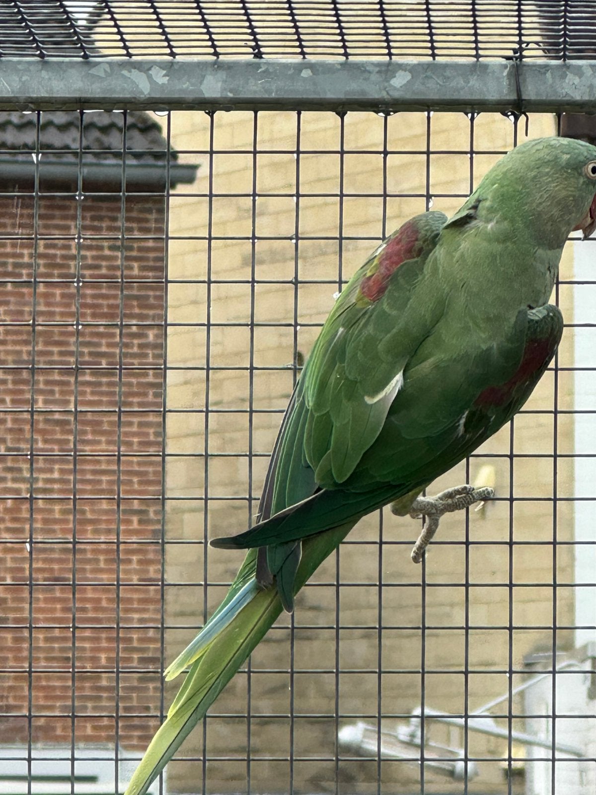 Alexanders Donkergroen’25, Dieren en Toebehoren, Vrouwelijk, Parkiet, Geringd