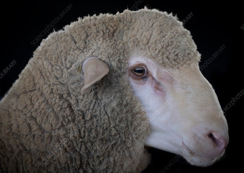 Merino Ram Gezocht, Dieren en Toebehoren, Oktober, Mannelijk