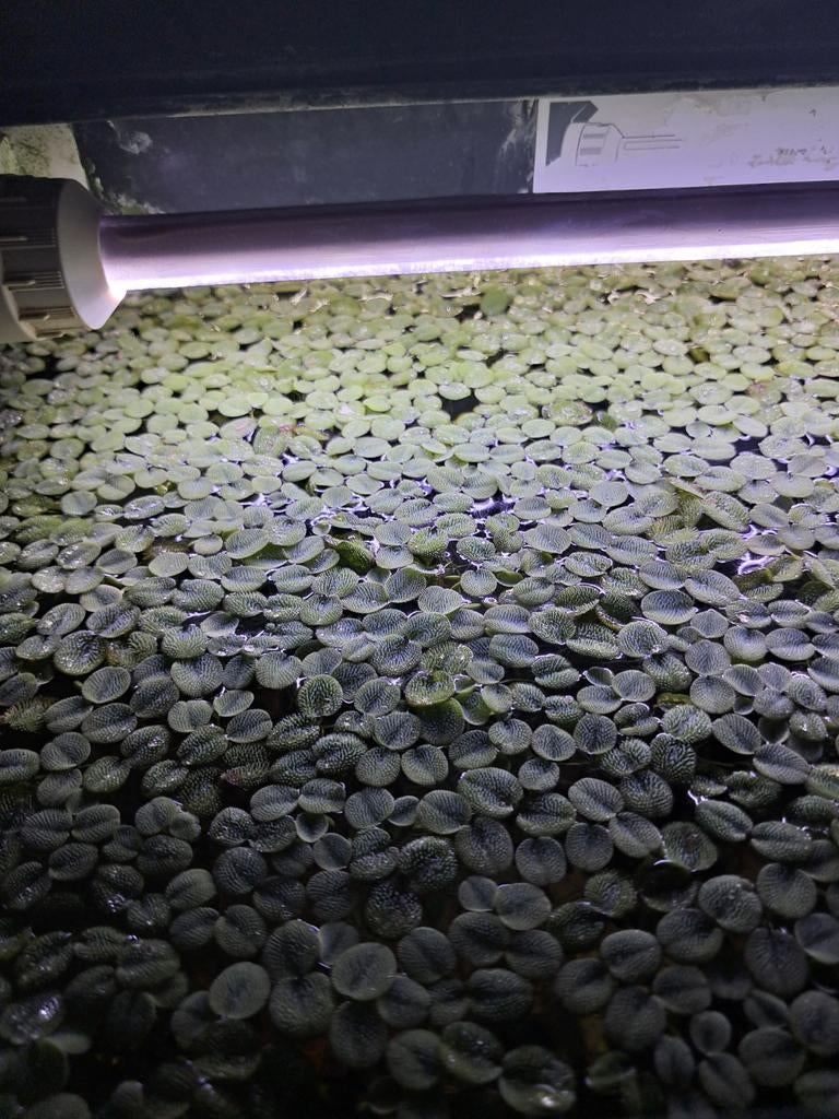 Salvinia minima, Dieren en Toebehoren, Vissen | Aquaria en Toebehoren, Ophalen, Nieuw, Plant(en), Steen of Hout
