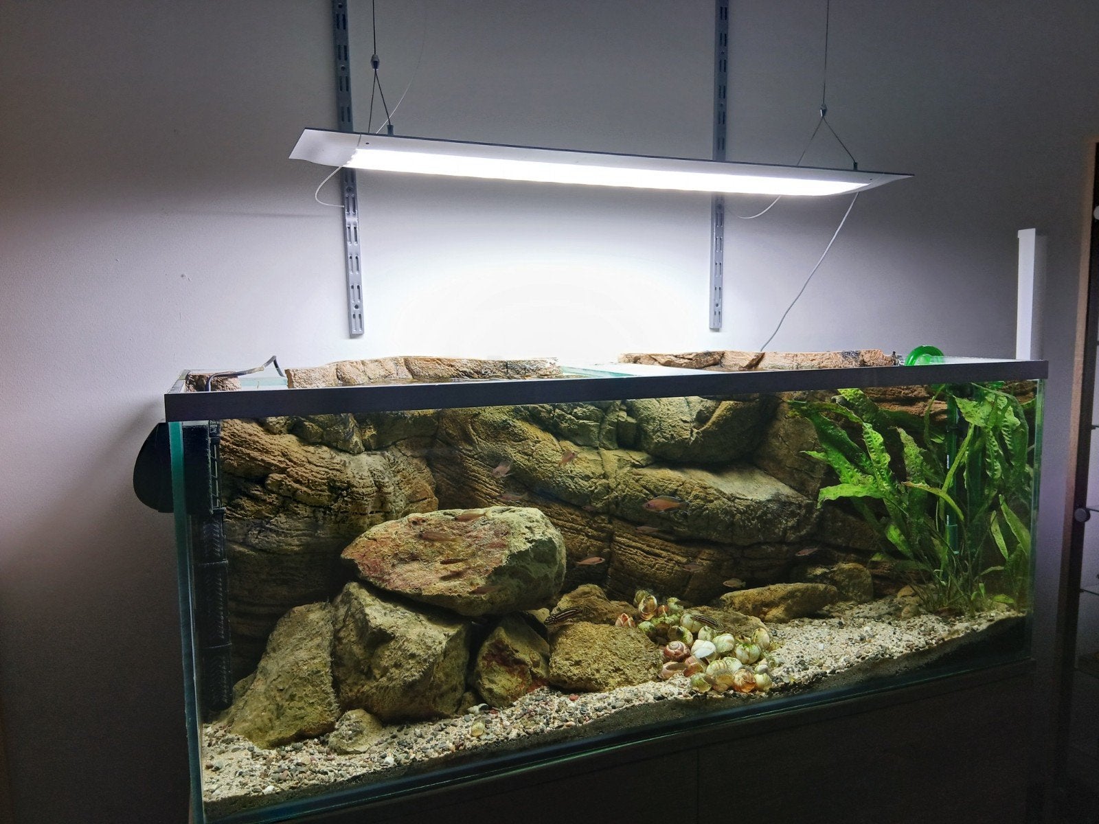 aquarium avec paroi arrière du Tanganyika, Animaux & Accessoires, Enlèvement, Comme neuf, Aquarium vide, Autres marques