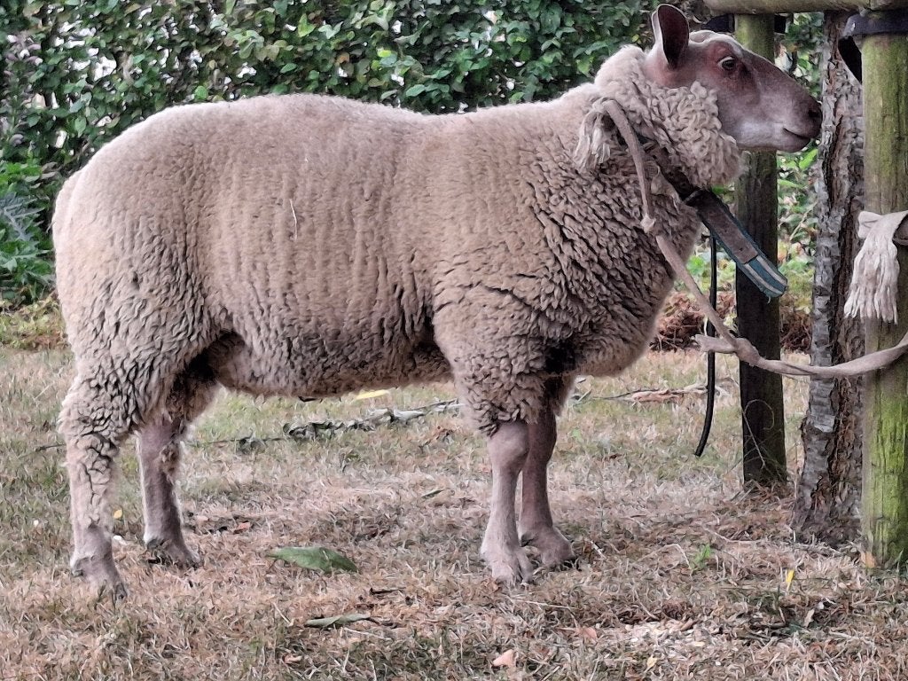jonge schapen, Meerdere dieren, Schaap, 0 tot 2 jaar