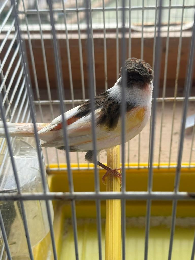 Mooie portugese harlekijn kanarie man, Dieren en Toebehoren, Vogels | Kanaries, Mannelijk, Postuurkanarie