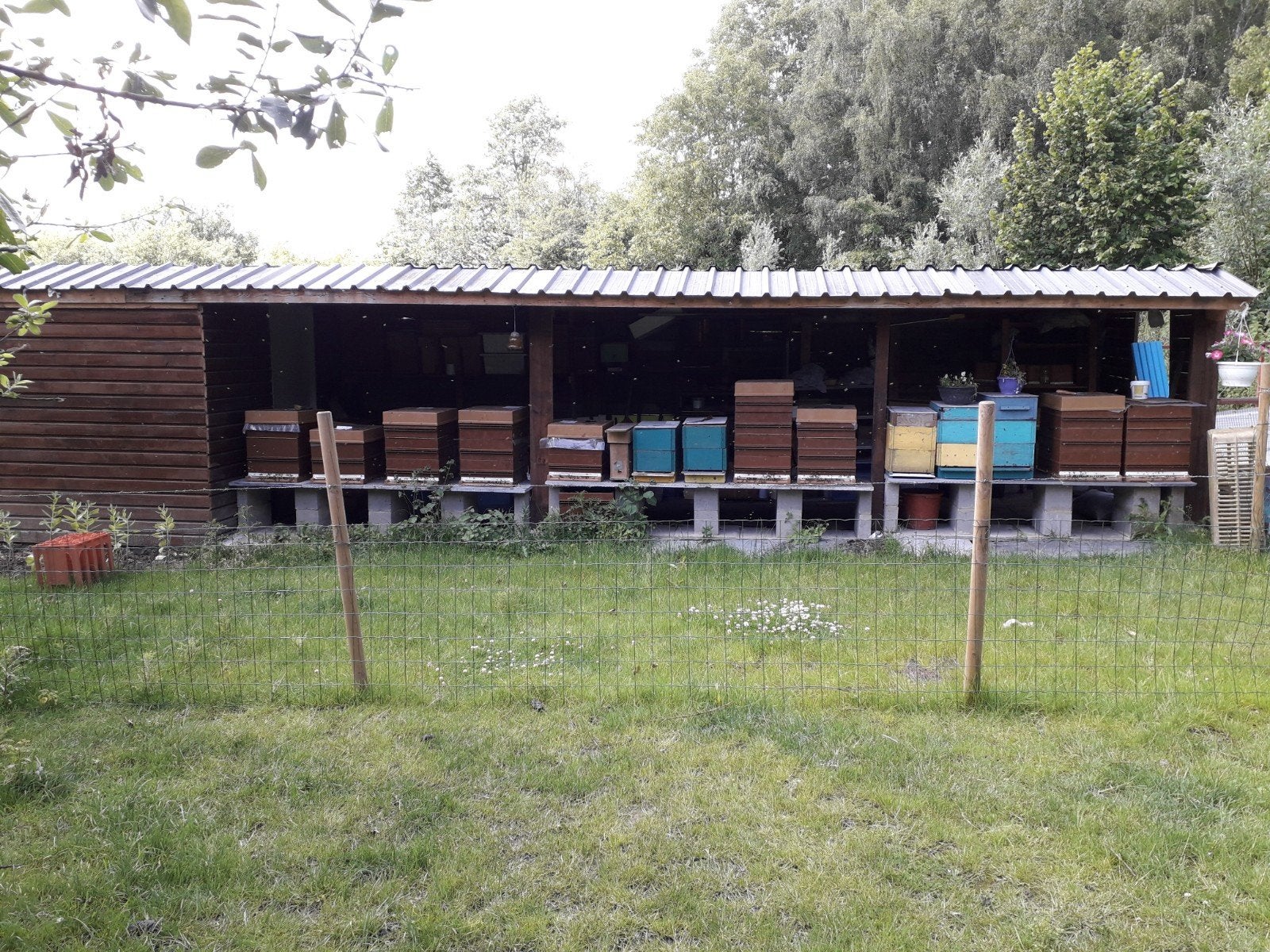 A vendre colonies d'abeilles Buckfast