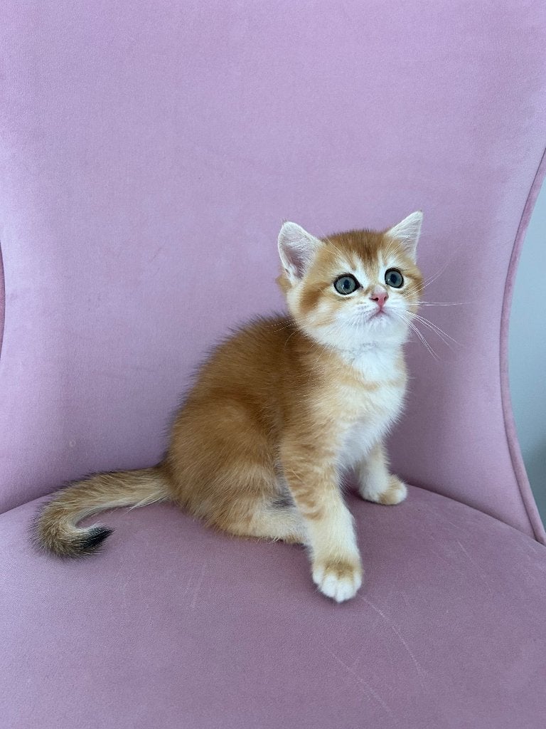 British shorthair doré, Chat, Avec pedigree, 0 à 2 ans