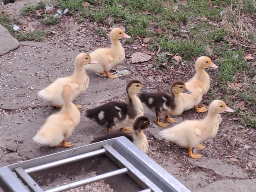 canards, Sexe inconnu, Canard