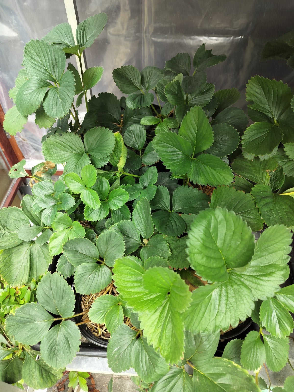 Aardbeiplanten, Ophalen