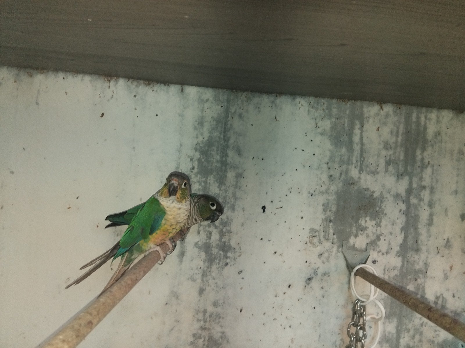 Koppel pyrrhura, Dieren en Toebehoren, Vogels | Parkieten en Papegaaien, Meerdere dieren, Parkiet, Geringd