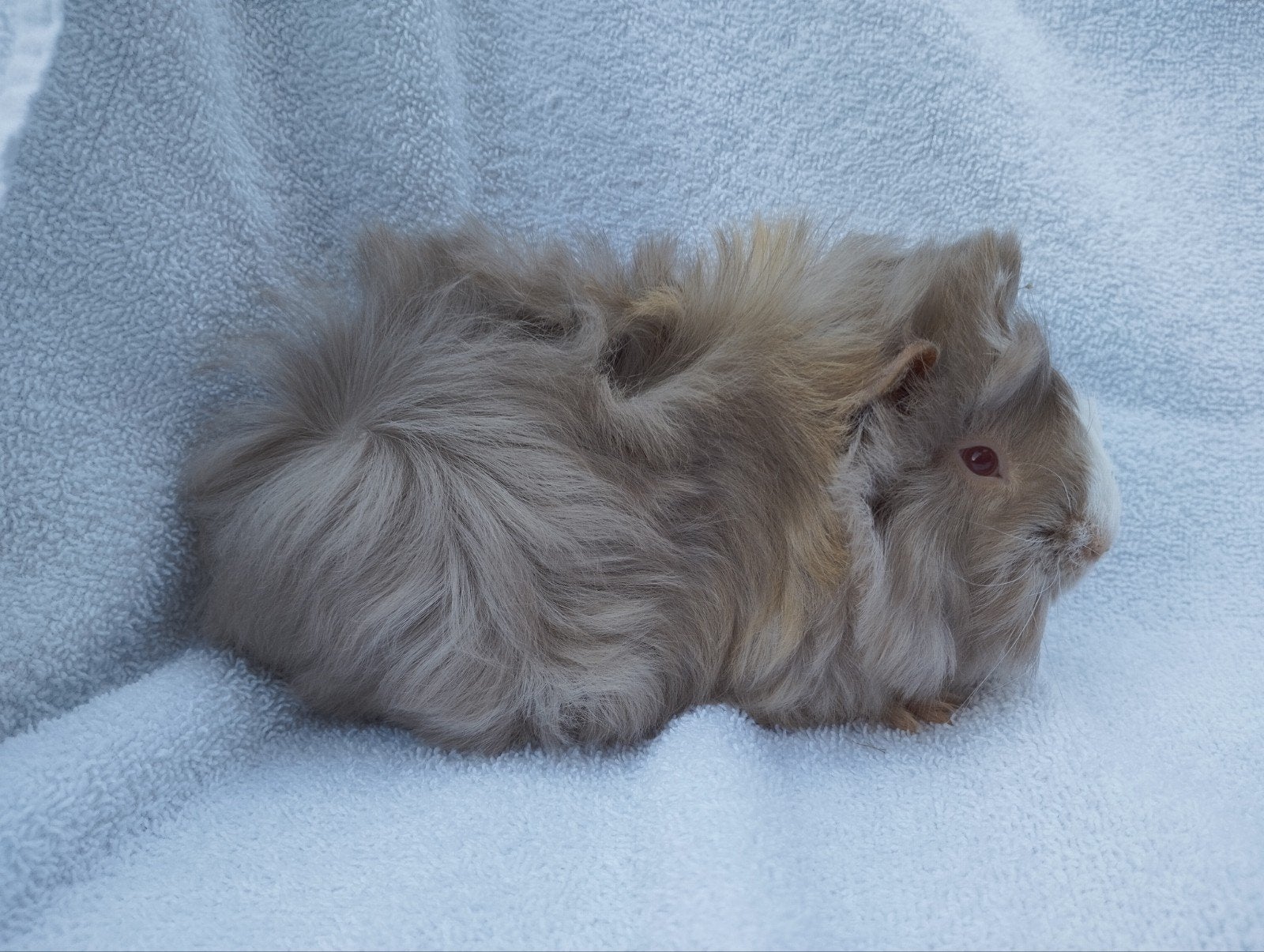Peruviaanse cavia beertjes te koop, Dieren en Toebehoren, September, Mannelijk, Cavia