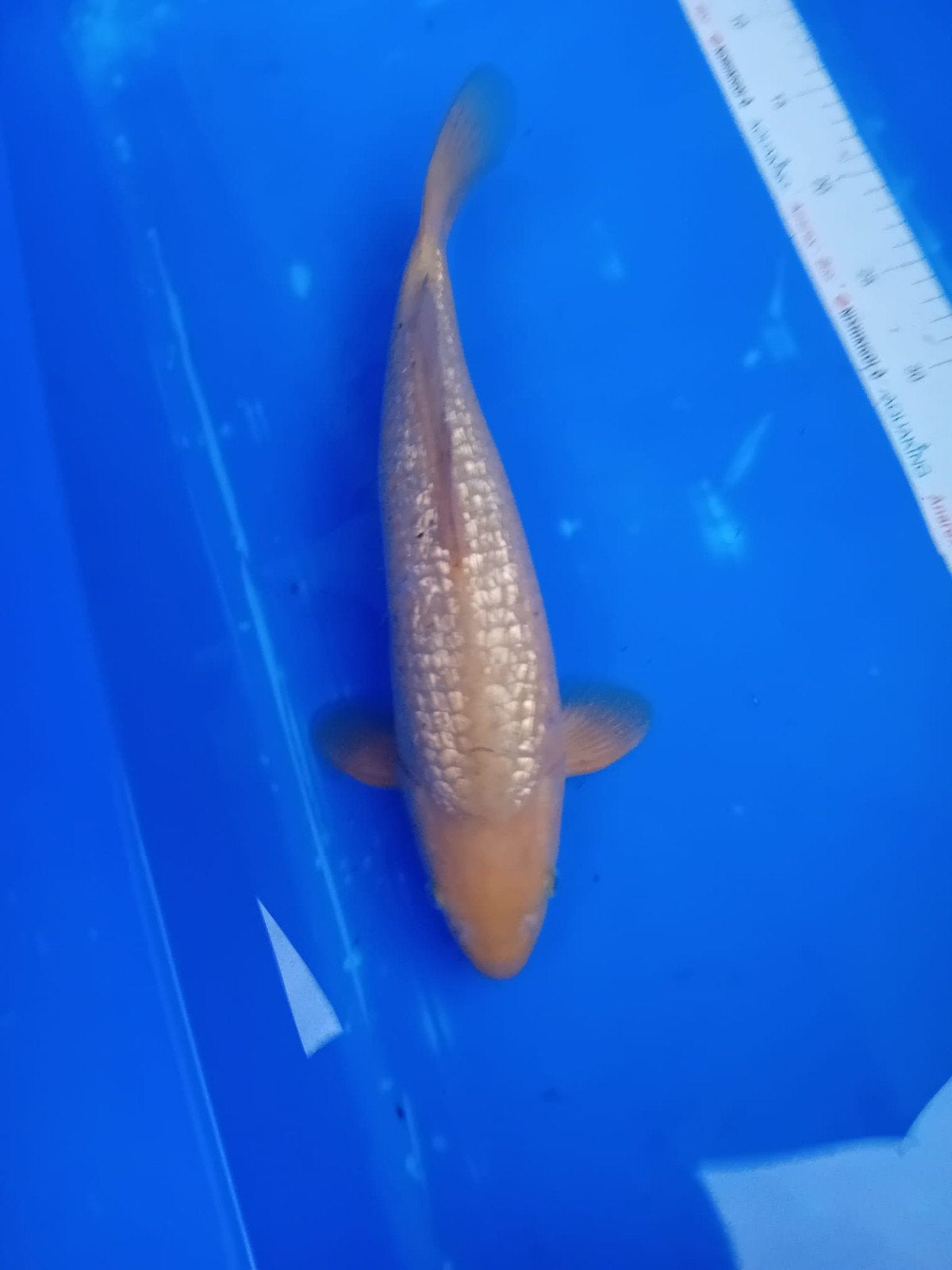 2x ginrin chagoi, Dieren en Toebehoren, Karper of Koi