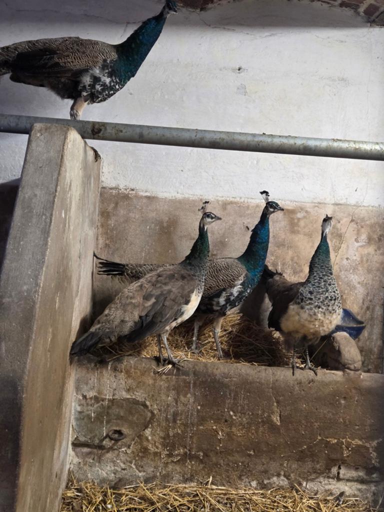 2 koppels blauwe pauwen te koop, Dieren en Toebehoren