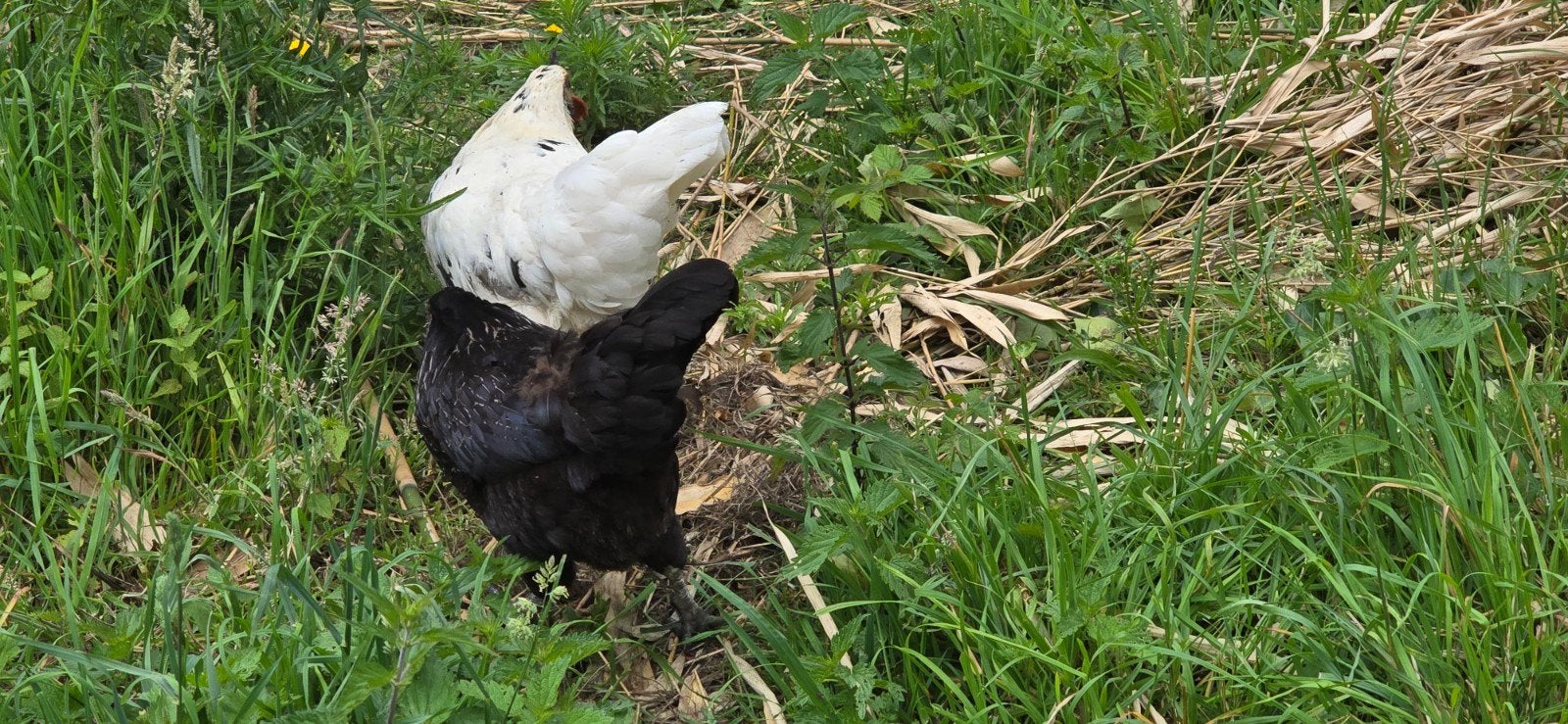 Kip legkippen, Dieren en Toebehoren, Kip