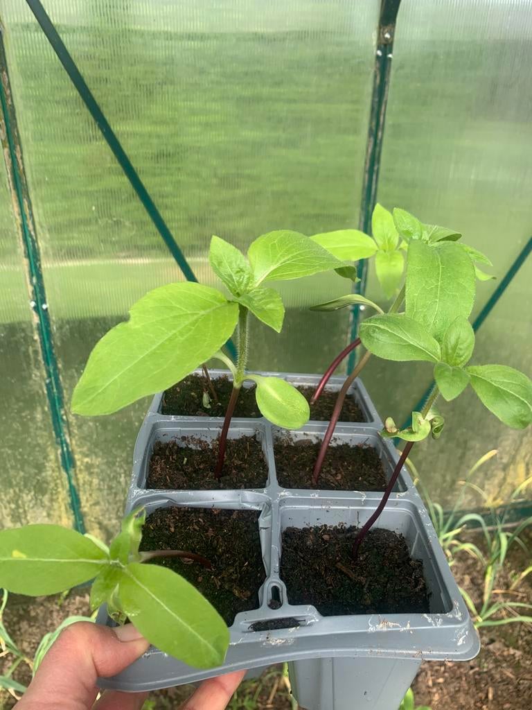 Plantjes van zonnebloemen, roodbruine kleur, Tuin en Terras, Ophalen