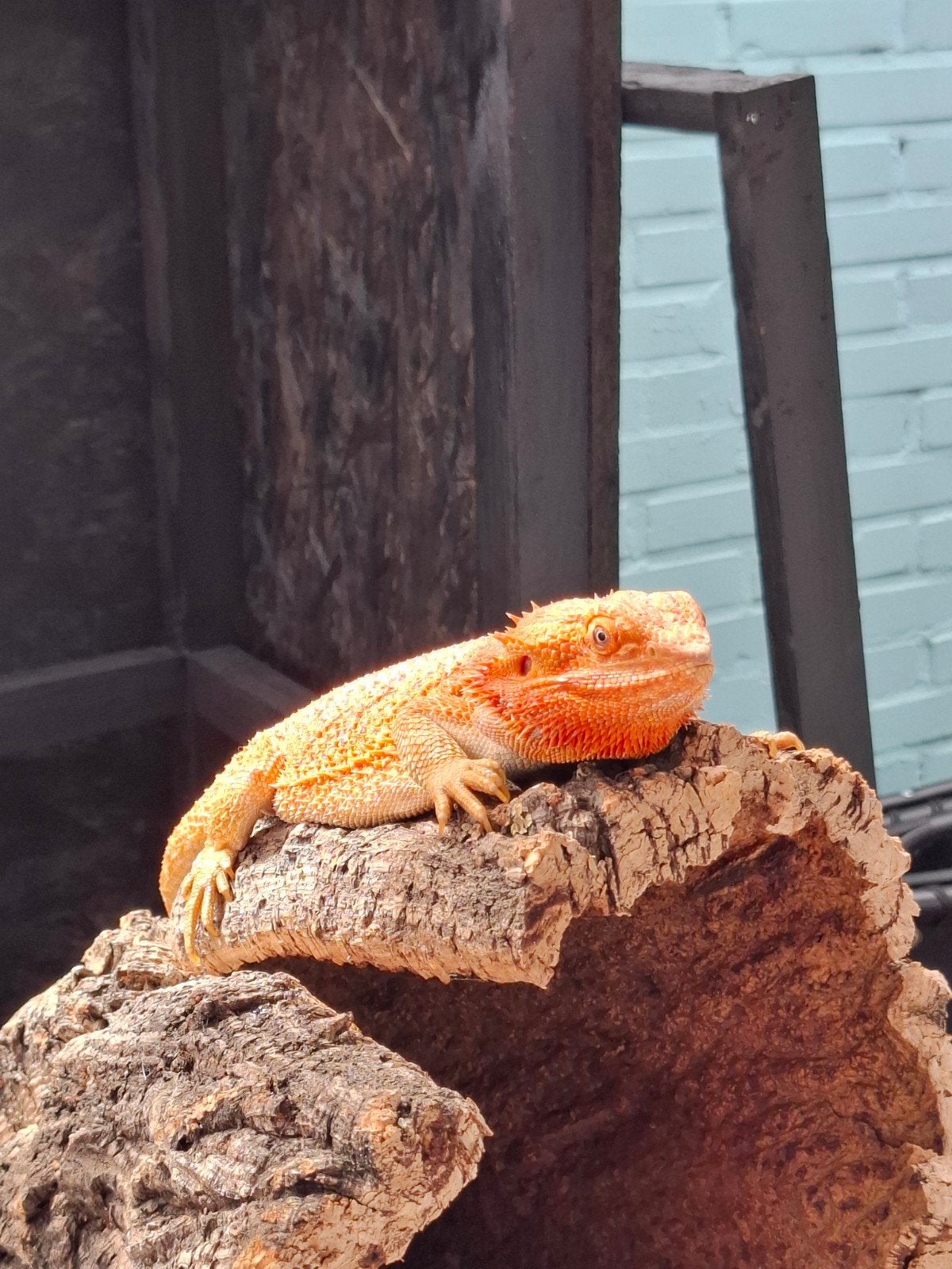 baardagamen vrouwtjes, Animaux & Accessoires, Reptiles & Amphibiens, Lézard, Domestique, 0 à 2 ans