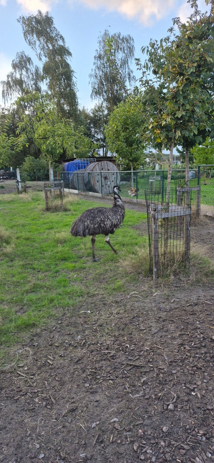 emoe, Plusieurs animaux, Autres espèces