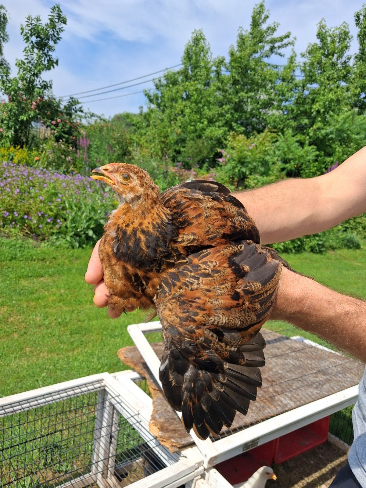 Hanen brahma goudpatrijs cochin, Dieren en Toebehoren