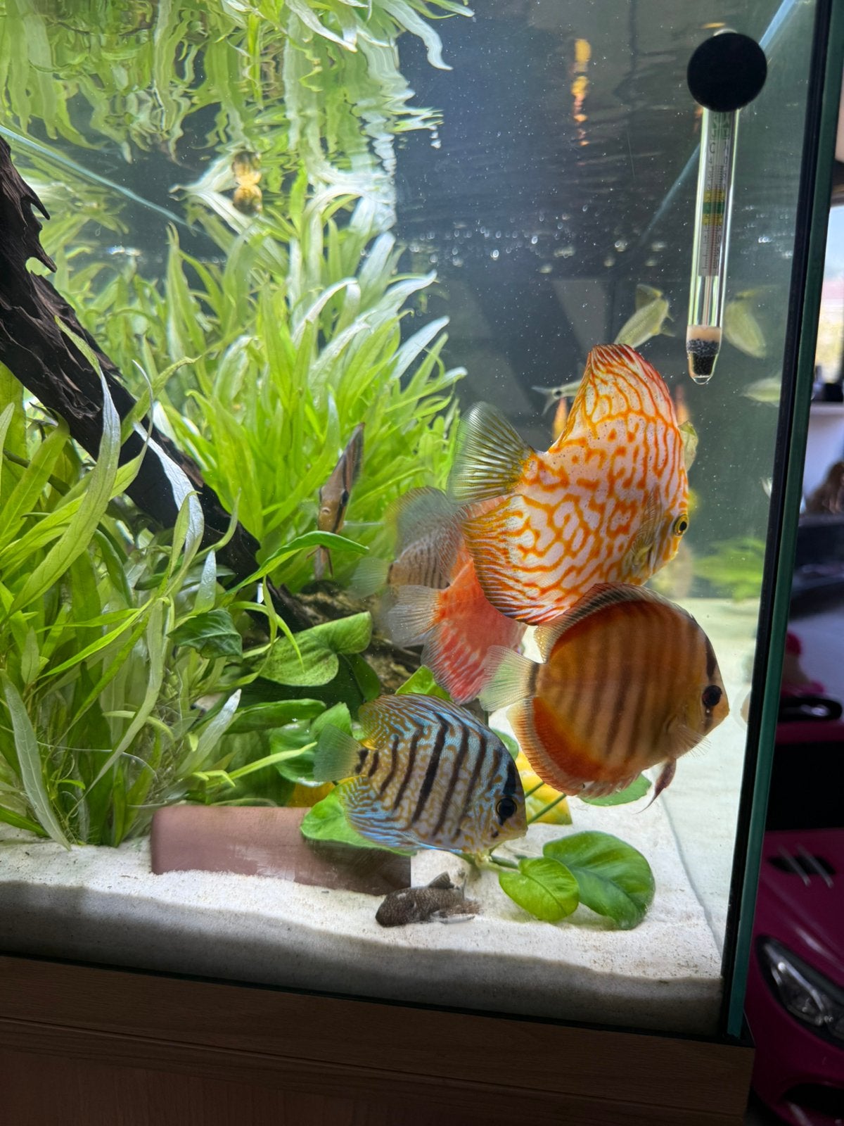 Discussen, Dieren en Toebehoren, Vissen | Aquariumvissen, Vis, Zoetwatervis, Schoolvis