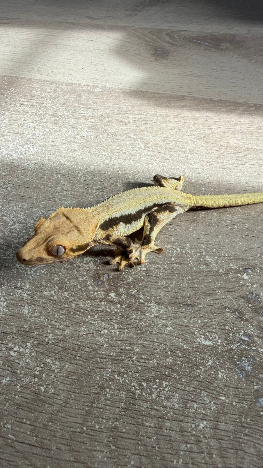 Wimpergecko / crested gecko
