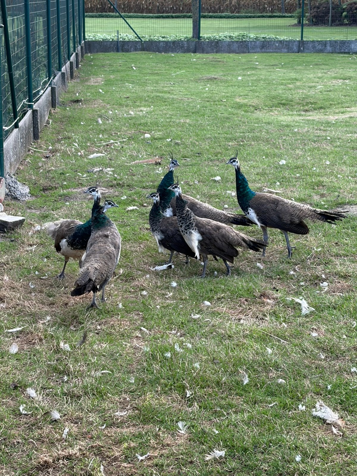 Jonge blauwe pauwen, Dieren en Toebehoren, Meerdere dieren, Overige soorten