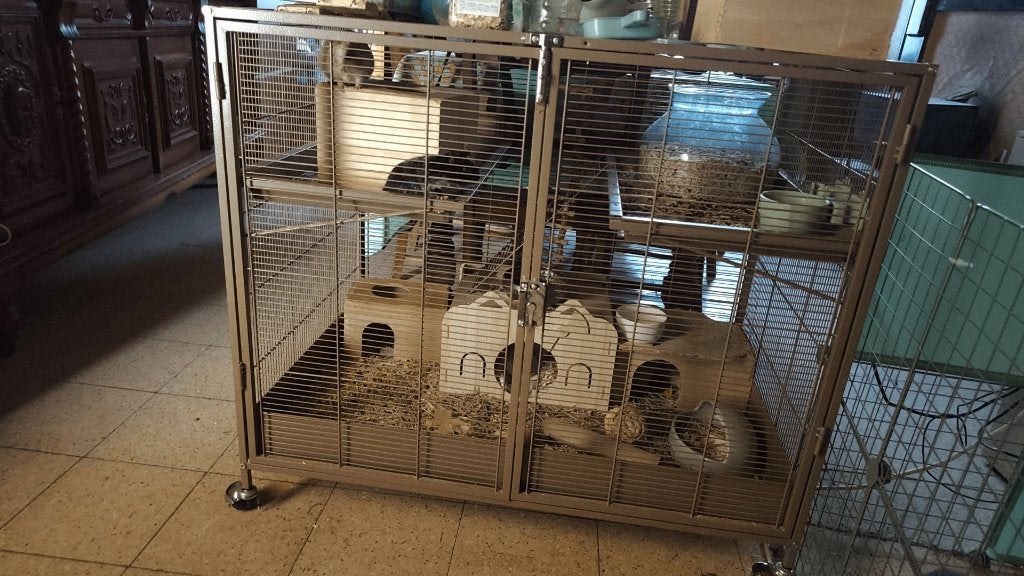 Cage octodons vendue avec deux mâles, Animaux & Accessoires, 90 cm ou plus, Cage, Comme neuf, Enlèvement