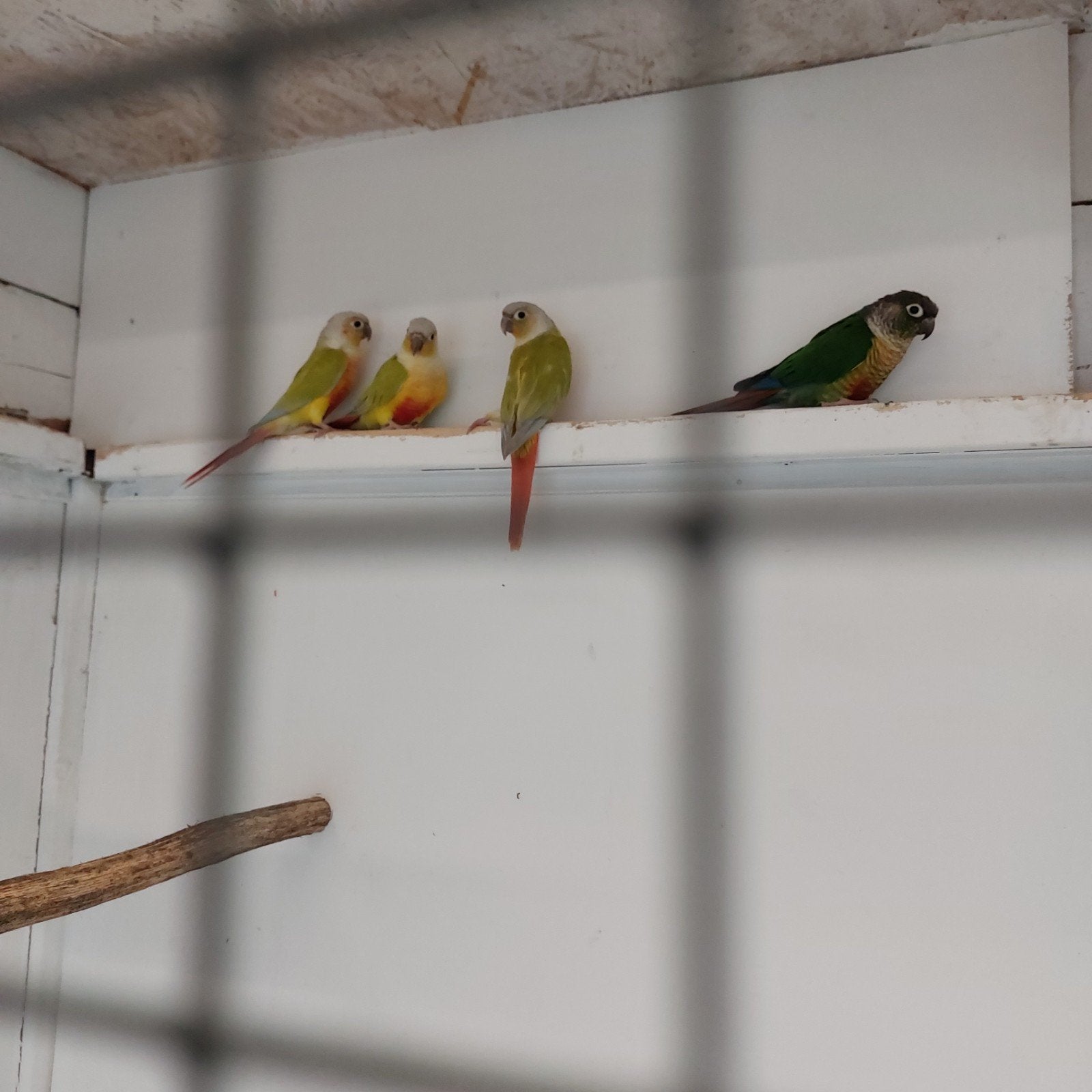 pyrrhura´s