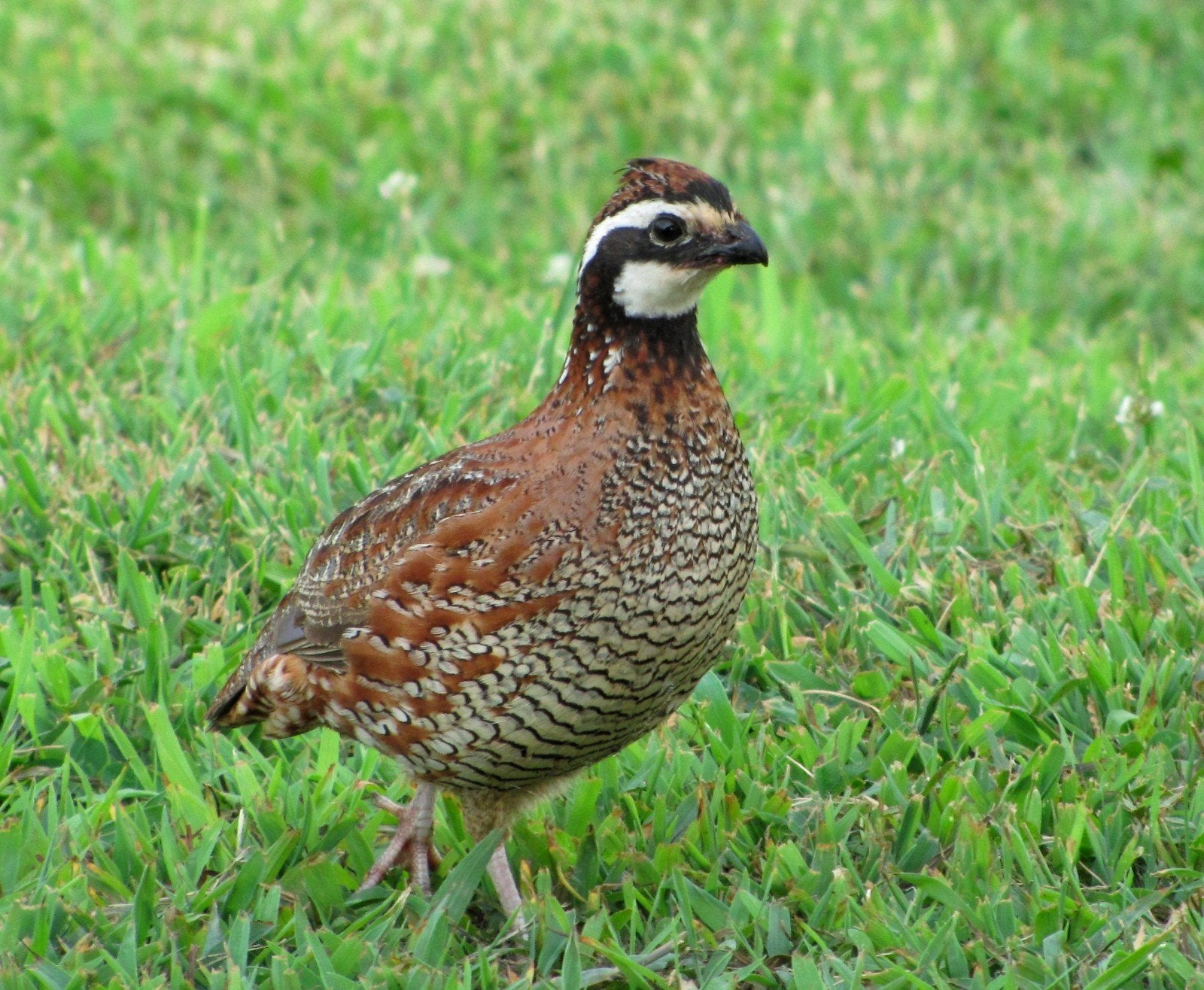 Boomkwartel/Bobwhite Kwartels, Dieren en Toebehoren, Pluimvee