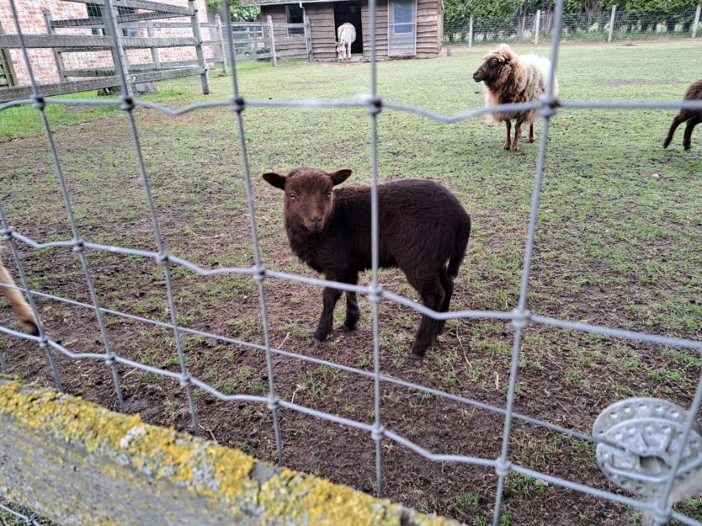 Ouessant ramlammetje, Dieren en Toebehoren, Mannelijk, Schaap, 0 tot 2 jaar