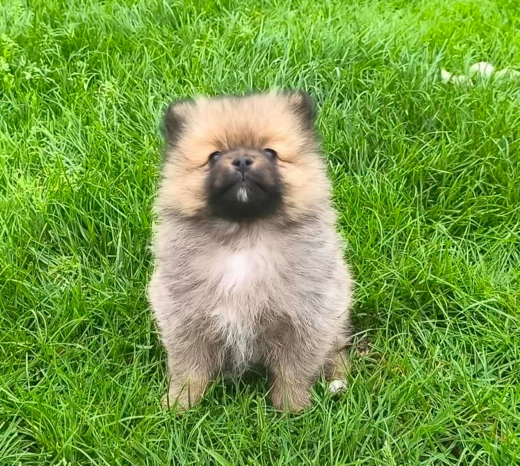 Dwergkees ,Pomeriaan pups, Dieren en Toebehoren, Parvo, België, Overige rassen, 8 tot 15 weken