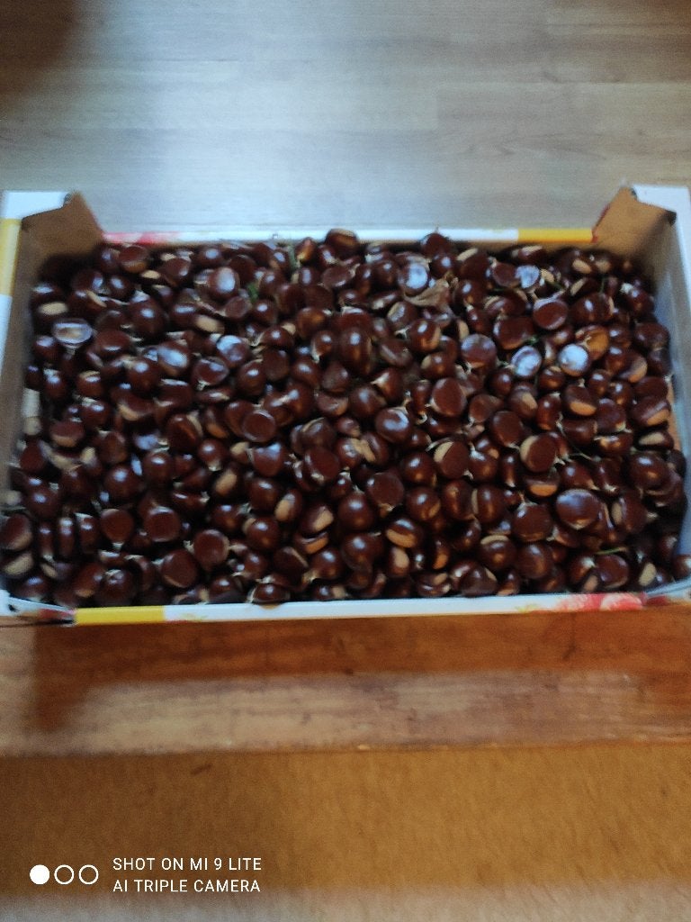 kastanjes eetbaar, Diversen, Ophalen