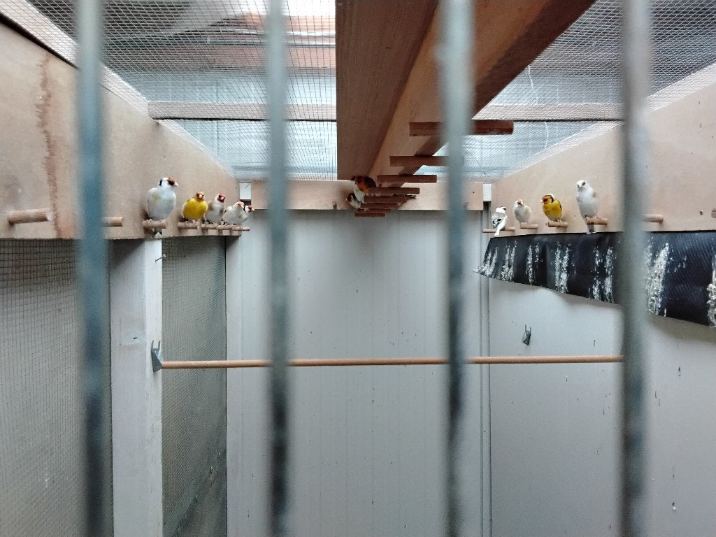 Distelvinken mutatie, Dieren en Toebehoren, Meerdere dieren, Wildzangvogel, Geringd