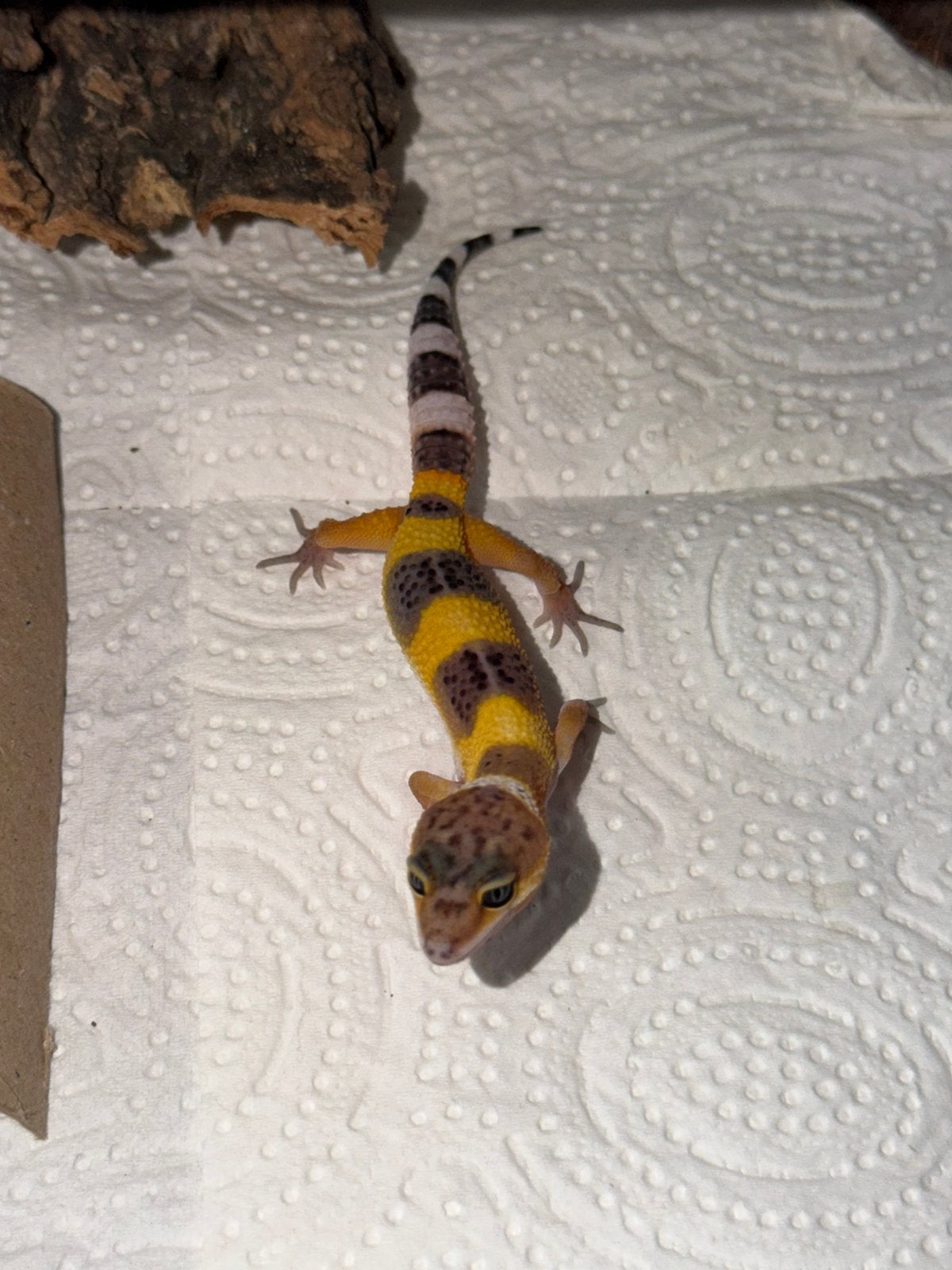Gecko léopard Black Night x Tangerine, Animaux & Accessoires