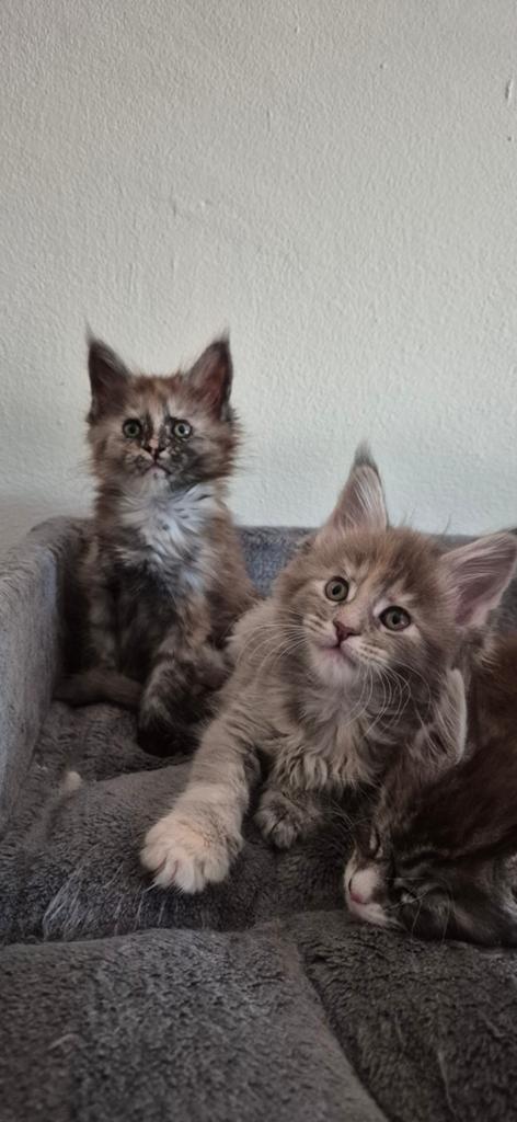 Maine Coon kittens (met stamboom), Dieren en Toebehoren, Katten en Kittens | Raskatten | Langhaar, Meerdere dieren, Met stamboom