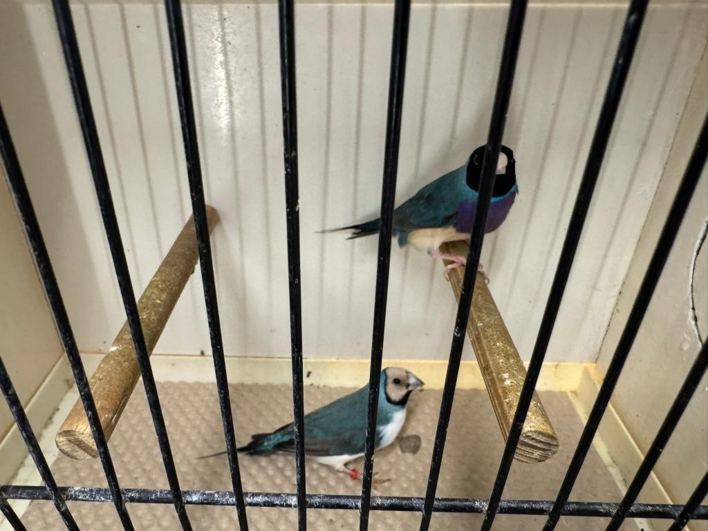 Gouldamadines blauwe mannen te koop, Dieren en Toebehoren
