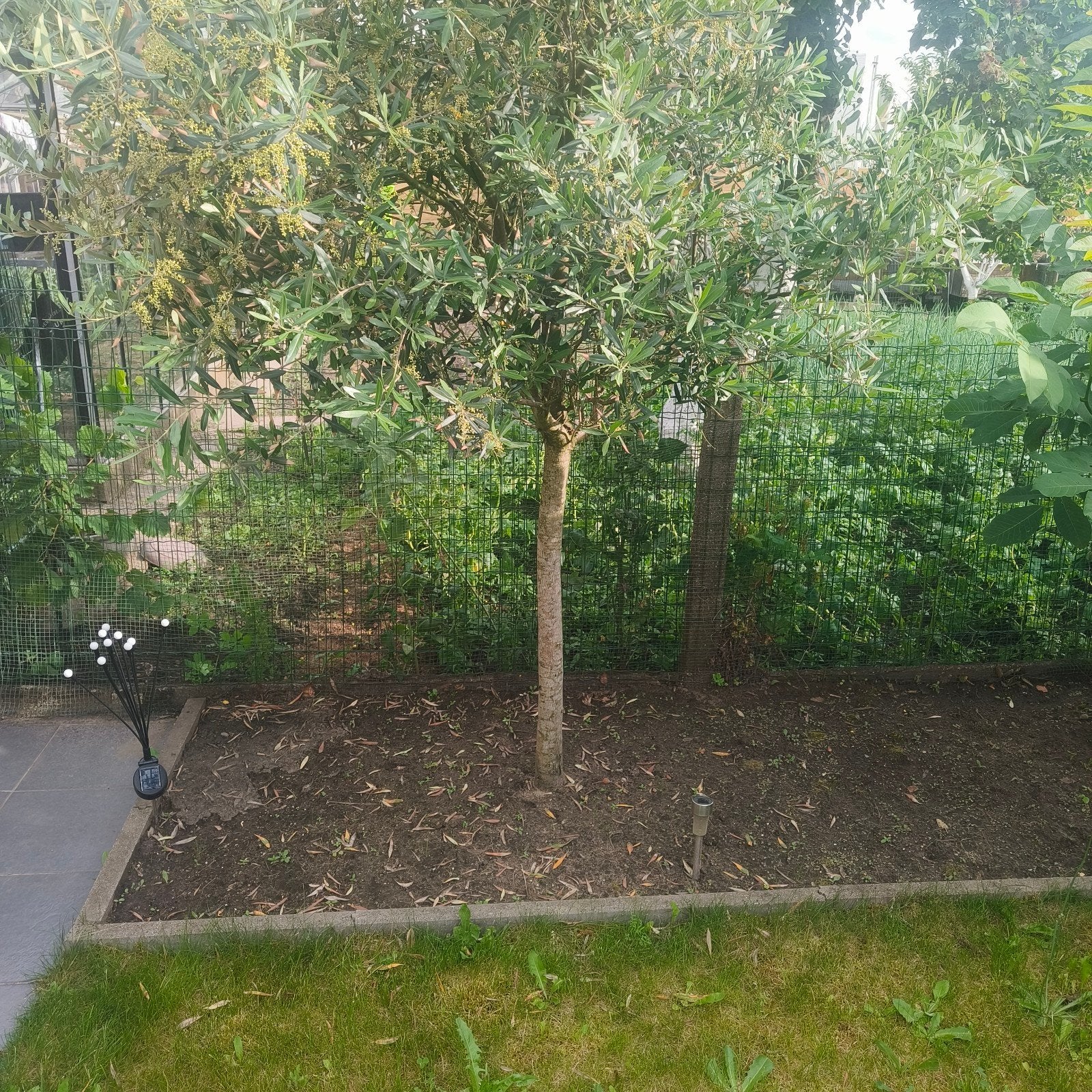 olijfboom, Tuin en Terras, Ophalen of Verzenden, Olijfboom