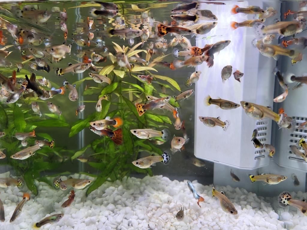 Jonge Guppy's, Dieren en Toebehoren, Vis, Zoetwatervis, Schoolvis
