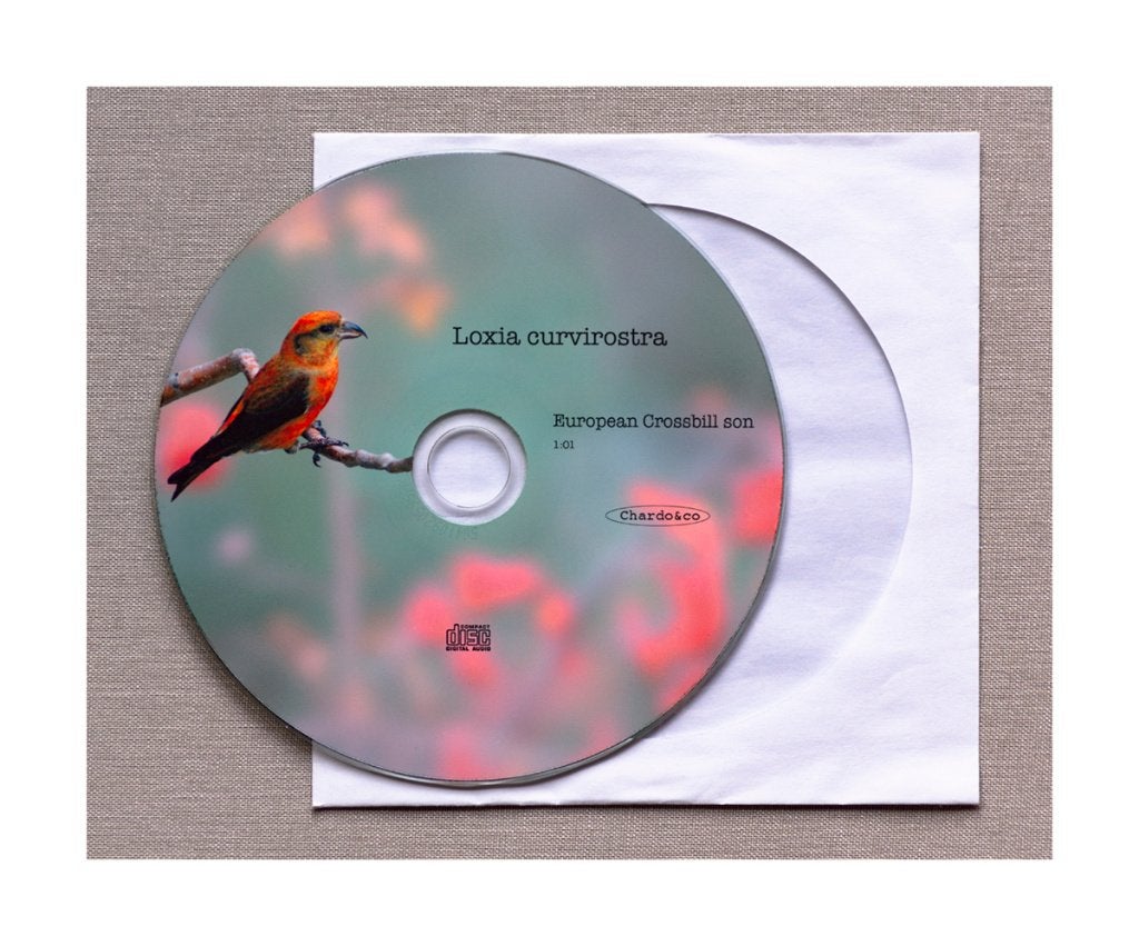 Kruisbek, Putters, Kanaries, Goudvink, kneu, Sijs …, Oiseau chanteur sauvage, Domestique