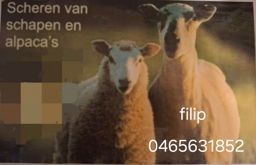 Scheren van schapen,alpaca's en lama's, Janvier