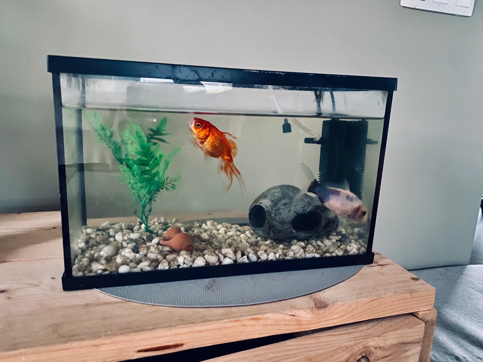 Aquarium (30l), 2 goudvissen en toebehoren, Dieren en Toebehoren, Ophalen, Zo goed als nieuw, Decoratie