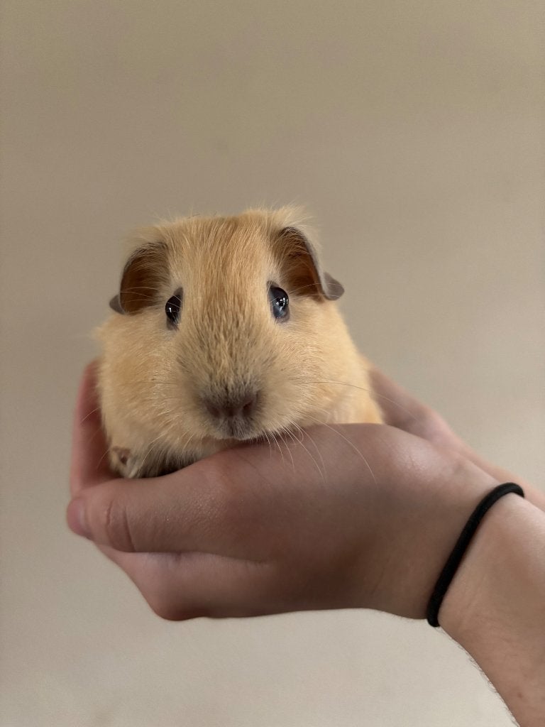 California beertjes 4 weken oud, Dieren en Toebehoren, Cavia, Mannelijk, Mei, Tam